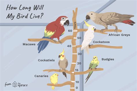 How Long Does Bloomingdale's Take to Ship: And Why Do Parrots Love Shopping There?